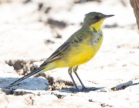 Western Yellow Wagtail